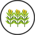 Corn and Soybean Products Icon